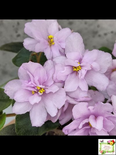 ЛЕ-Розовый Вальс (Е. Лебецкая) 2018 г. трейлер (пасынок сорт посажен 20.10.25)