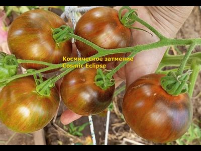 Томат Космическое затмение (Cosmic Eclipse)