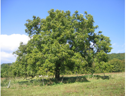 Орех грецкий, маньчжурский, черенки