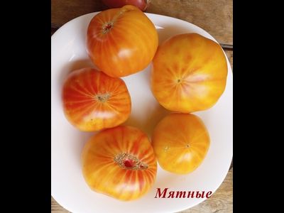 Томат Мятные (Peppermint) США