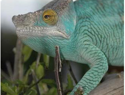 Хамелеон Персони (Calumma parsonii)