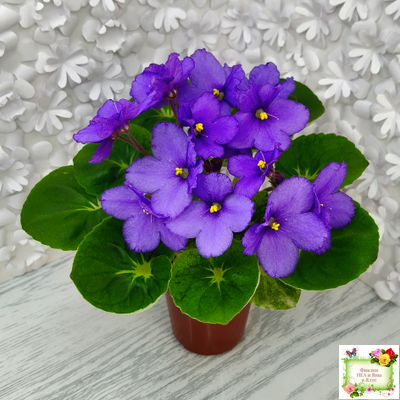 LV-Олег+Алиса (Л. Шевелева) 2025 г. (гёрл-лист с кроновой пестролистностью)