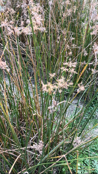 Нагармота, циперус, сыть (Cyperus scariosus) 2 г - 100% натуральное эфирное масло