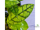 14/02/2025 Hoya Callistophylla No.3 (pink splash)