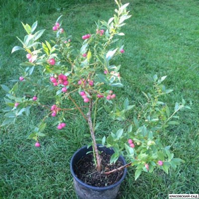 Голубика Пинк Лемонейд - Pink Lemonade