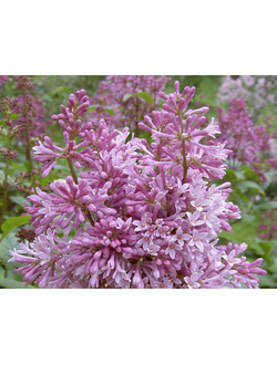 Сирень Минуэт (Minuet)