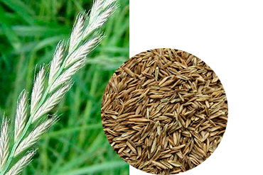 Райграс пастбищный