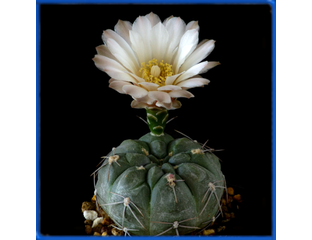 Gymnocalycium - Gymnocalycium chubutense - dubniorum, JPR 68/154