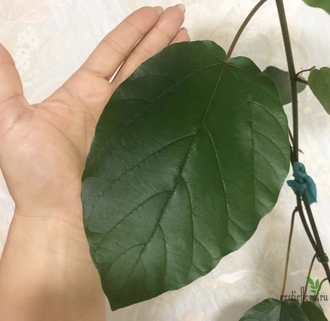 Ficus Sp. / фикус природник