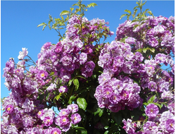 Purple Skyliner (Перпл Скайлайнер)