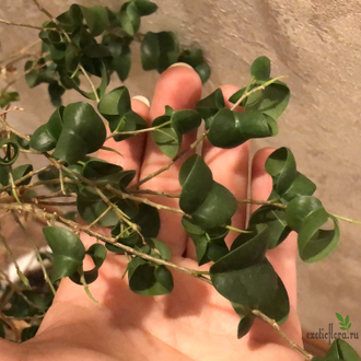 Ficus Benjamina Baroc / Фикус Бенджамина Барок