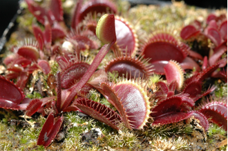 Dionaea muscipula Petite Dragon