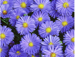Астра кустарниковая Lady in blue, C2