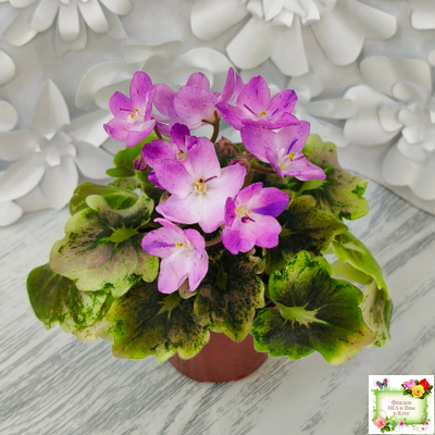 АВ-Почемучка (Фиалковод) 2020 г. (гёрл-листья с кроновой пестролистностью)