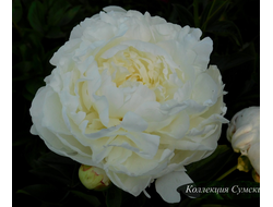 Пион Belye nochi (Белые ночи)