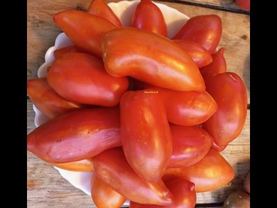 Томат Корнабель F6