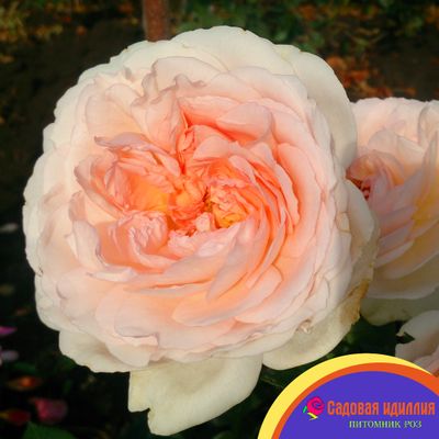 Мерхенцаубер (Marchenzauber)