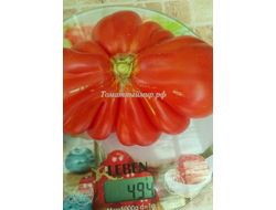 Томат Красная груша гигант Гран-Сассо  (Red Pear Giant Gransasso), Италия