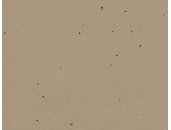 50209 Nutmeg Sphera Energetic коллекция яркого гомогенного линолеума Forbo купить с доставкой