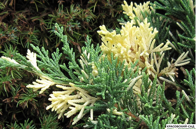 Можжевельник Экспанза Варигата - Expansa Variegata