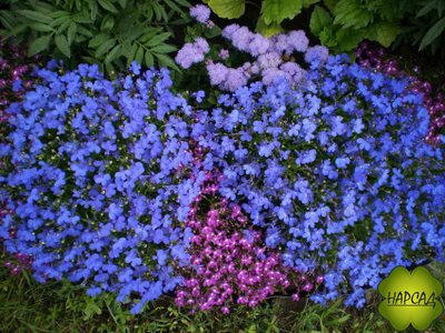 ЛОБЕЛИЯ 10 ШТ (ПЫШНОЦВЕТУЩАЯ, НЕПРИХОТЛИВАЯ)