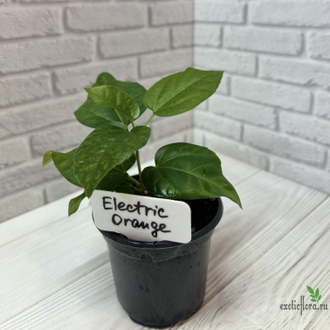 Гибискус  Electric orange
