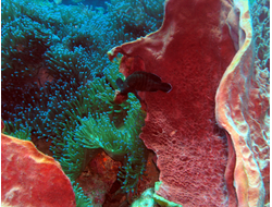 Купить греющую картину с фото коралл