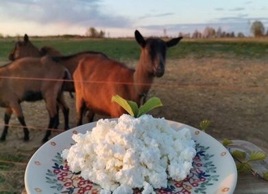 Козья ферма | Ферма СытникЪ