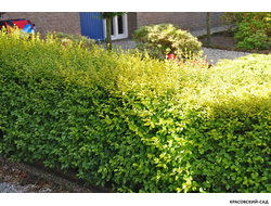 Бирючина Ауреа - Aurea