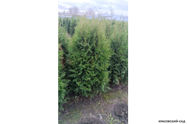 Туя Брабант фото в ряд Красовский-Сад.рф