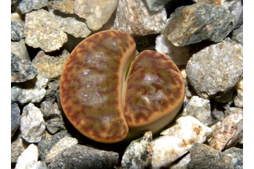 Lithops bromfieldii v.insularis 
