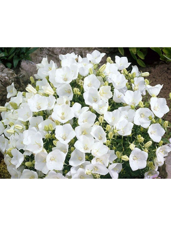 Колокольчик карпатский Альба (Alba)