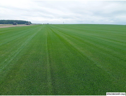 Рулонный газон Пикник-дачный