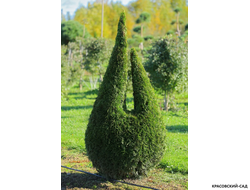 Туя Смаргад Грин Арт