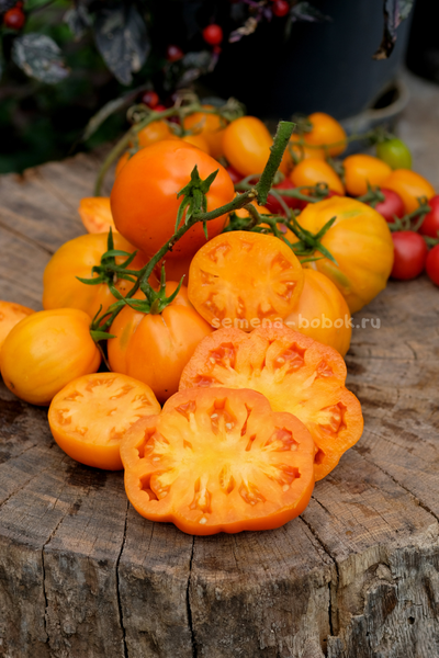 Томат Кошелек Цвета Хурма, 10 шт