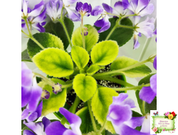 LV-Элизабет (Л. Шевелева) 2023 г. (лист посажен 25.07.25)