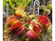 Dionaea muscipula Cross teeth