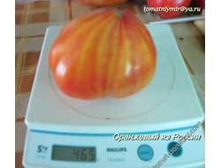 Томат Оранжевый русский (Оранж Рашен, Orange Russian )