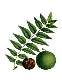 ЧЕРНЫЙ ОРЕХ