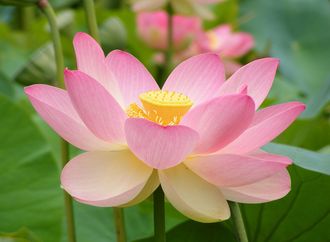 Лотос розовый / орехоносный (Nelumbo nucifera) абсолю 2 г