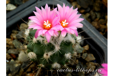 Turbinicarpus laui 