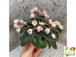 ЛЕ-Ландыши (Е. Лебецкая) 2020 г. (пестролистный лонг)