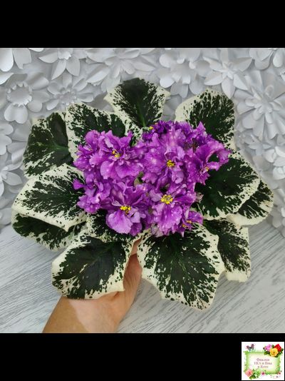 ВаТ-Шоколадное Настроение (Т. Валькова) 2019 г.