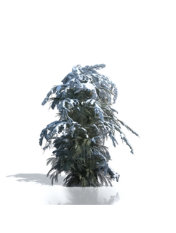 Billboards Ель зимняя_02