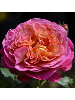 Сентенер Де Лей-Ле (Centenaire de L'Hay-Les)