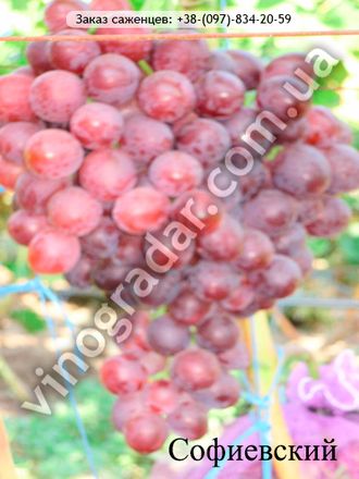 Саженцы винограда Софиевский