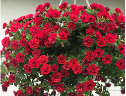 Калибрахоа махровая Aloha Double Cherry Red