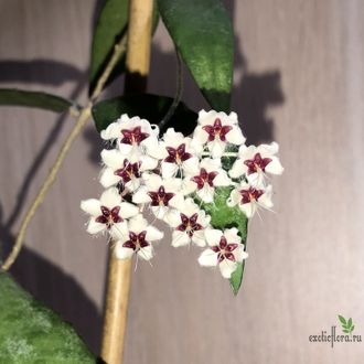 Hoya Flagellata