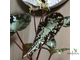 Бегония Variabilis