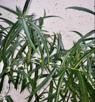 Ficus Ulmifolia / фикус ульмифолия